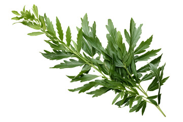 Green leaves of mugwort (Artemisia vulgaris), a medicinal and culinary herb, isolated on transparent background - obrazy, fototapety, plakaty