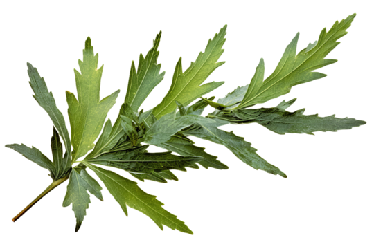 Artemisia vulgaris leaves isolated on transparent background - herbal medicine and natural remedy concept