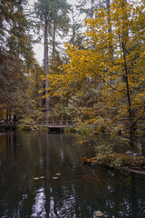 Autumn in the forest