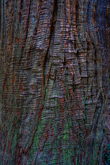 Tree bark texture