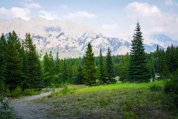 Forest in the mountains of Canada Alberta, Kananaskis