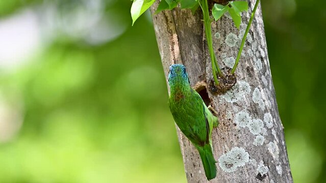Taiwan barbet preparing the nest, male bird, Taiwan, Asia, Endemic bird
