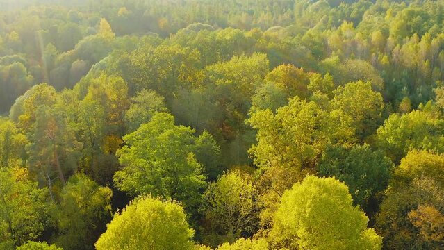 Aerial View Of Green Forest 4K. Elevated View Of Woods Forest Landscape During Sunset In Autumn Evening. Calm Flight Above Fall Autumn Mixed Forest During Beautiful Sunset Evening. Sun Sunlight