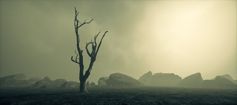 Dead tree in misty barren rocky landscape with cloudy sky.