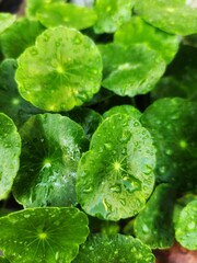 Top view of round green dark green leaves with dew drop on it.