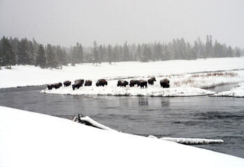 Yellowstone American Bison Herd
