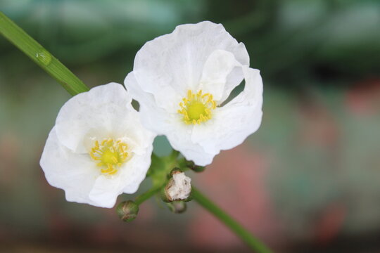 Beautiful small white Echinodorus cordifolius flower