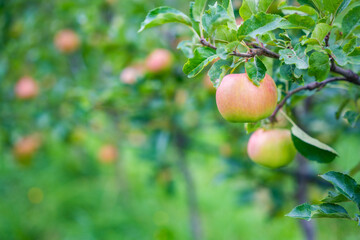 Red apples in an apple plantation in South Tyrol, San Pietro town in Italy