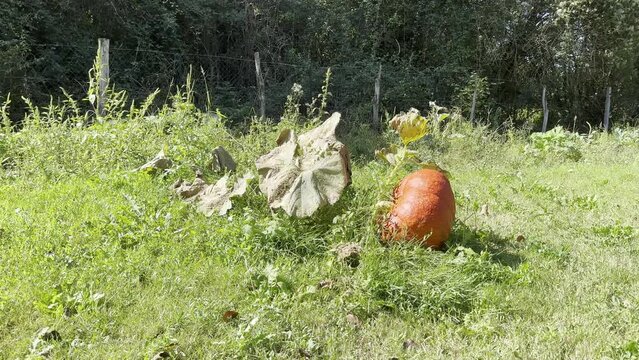 Citrouille dans un jardin potager