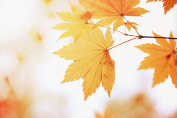 Obraz premium Abstract blurred autumn background with yellow maple leaves