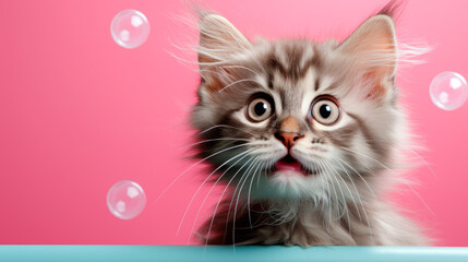 Adorable kitten looks at soap bubbles