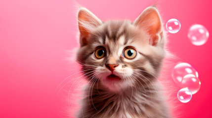Cat with soap bubbles on a pink background