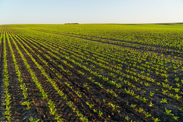 A field with beautiful rows of sugar beet sprouts. Sugar beet field at sunset in summer. Growing...