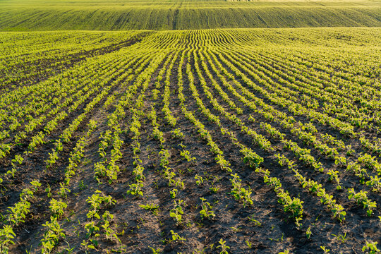 A field with beautiful rows of soybean sprouts. Soybean field at sunset in summer. Growing soybeans on a large scale.