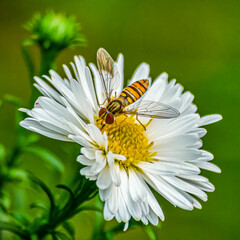 Obraz premium Besuch am Morgen