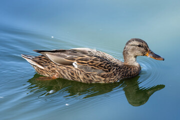 A female mallard duck glides gracefully across the surface of the water, her plumage a subtle elegance. She moves with serene fluidity, her body cutting through the undulating reflections.