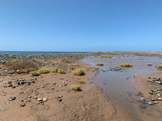 At the mouth of the Barranco de Tirajana (Gran Canaria), during the highest tides, lagoons form behind the beach. These lagoons constitute a curious ecosystem with a rich bird life.