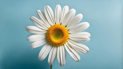 マーガレットの花