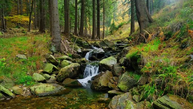 Mountain creek or river in a forest, nature landscape stock video 4k.