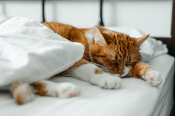 A red-haired domestic cat is lying at home, sprawled on the bed under a white blanket in a funny...
