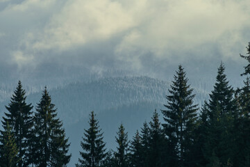 A view through the spruce trees to a mountain with a frost-covered forest
