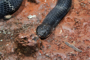 Black Snake - The black snake is crawling and camouflage