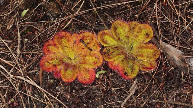 Drosera squamosa in the Augusta Region of Western Australia