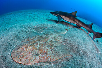 Japanese Angelshark Swimming Underwater in Chiba, Japan