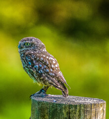 Little Owl - Athene noctua