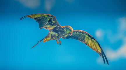 Red Kite - Milvus milvus