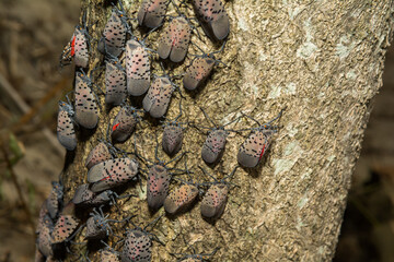 Spotted Lanternfly - Lycorma delicatula