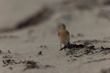 European Wheatear Oenanthe oenanthe from Cotentin, France