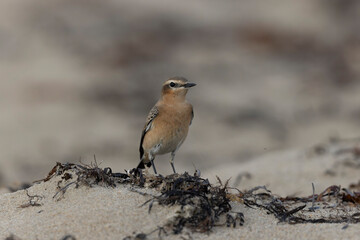 European Wheatear Oenanthe oenanthe from Cotentin, France