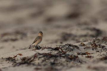 European Wheatear Oenanthe oenanthe from Cotentin, France