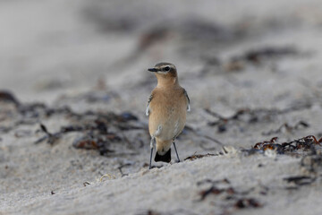 European Wheatear Oenanthe oenanthe from Cotentin, France