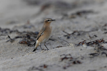 European Wheatear Oenanthe oenanthe from Cotentin, France