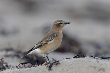 European Wheatear Oenanthe oenanthe from Cotentin, France