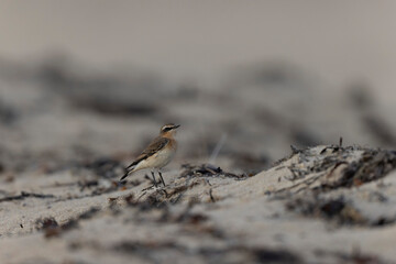 European Wheatear Oenanthe oenanthe from Cotentin, France