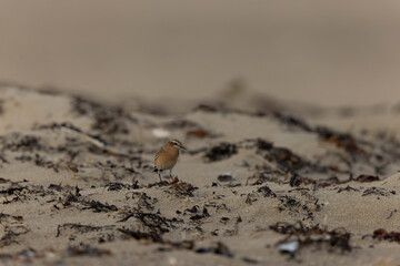 European Wheatear Oenanthe oenanthe from Cotentin, France