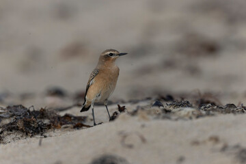 European Wheatear Oenanthe oenanthe from Cotentin, France