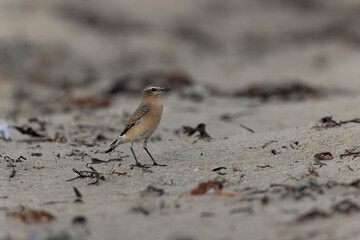 European Wheatear Oenanthe oenanthe from Cotentin, France