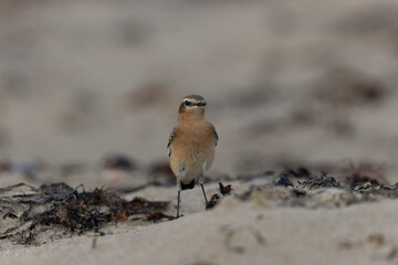 European Wheatear Oenanthe oenanthe from Cotentin, France
