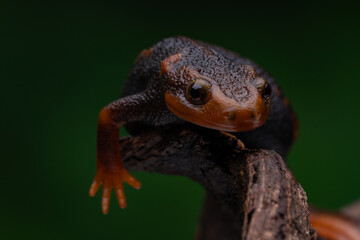 Crocodile Newt Amphibian