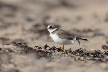 Common ringed Plover Charadrius hiaticula on a sandy beach in Normandy