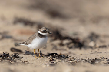 Common ringed Plover Charadrius hiaticula on a sandy beach in Normandy