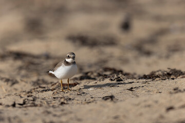 Common ringed Plover Charadrius hiaticula on a sandy beach in Normandy