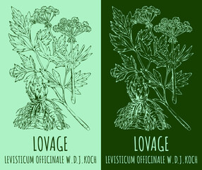 Drawings LOVAGE. Hand drawn illustration. Latin name LEVISTICUM OFFICINALE W.D.J.KOCH.