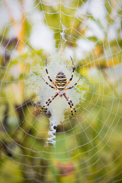 Large wasp spider in a dew covered web