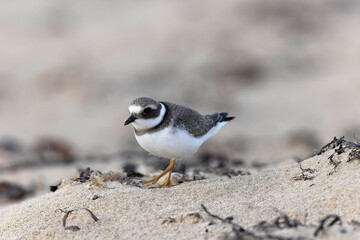 Common ringed Plover Charadrius hiaticula on a sandy beach in Normandy