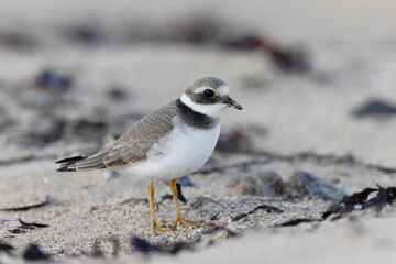 Common ringed Plover Charadrius hiaticula on a sandy beach in Normandy
